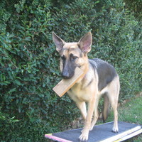 Photos Uploaded - Raleigh NC Dog Training | Project Good Dog - Photo (28021)