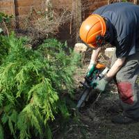 Photos Uploaded - SLC Tree Service Pros - Photo (28400)