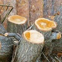 Photos Uploaded - SLC Tree Service Pros - Photo (28402)