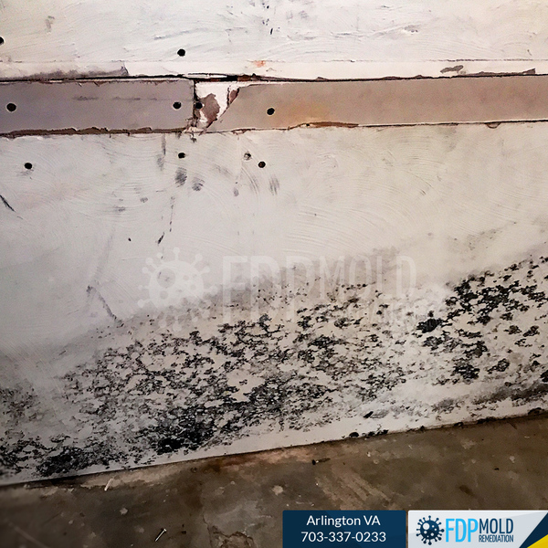 Photos Uploaded - FDP Mold Remediation of Arlington - Photo (28761)