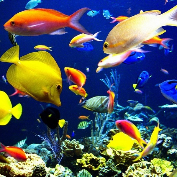 Aquatech Aquarium Service's Gallery - Aquatech Aquarium Service - Photo (17089)