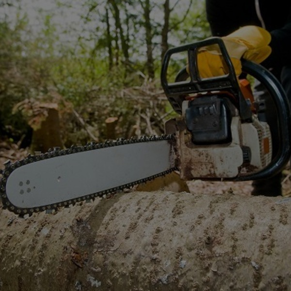 Portfolio - Tree Service & Removal Bronx - Photo (18487)