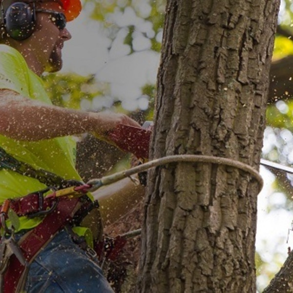 Portfolio - Tree Service & Removal Bronx - Photo (18488)