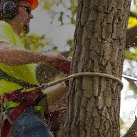 Portfolio - Tree Service & Removal Bronx - Photo (18488)