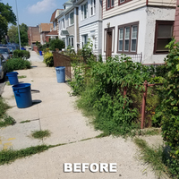 Portfolio - Tree Service & Removal Bronx - Photo (18490)