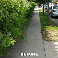 Portfolio - Tree Service & Removal Bronx - Photo (18491)