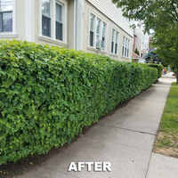 Portfolio - Tree Service & Removal Bronx - Photo (18492)