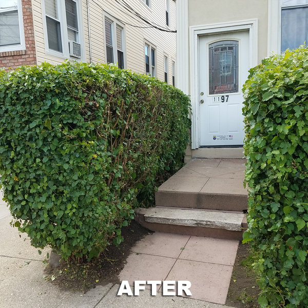 Portfolio - Tree Service & Removal Bronx - Photo (18493)