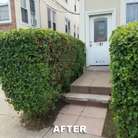 Portfolio - Tree Service & Removal Bronx - Photo (18493)