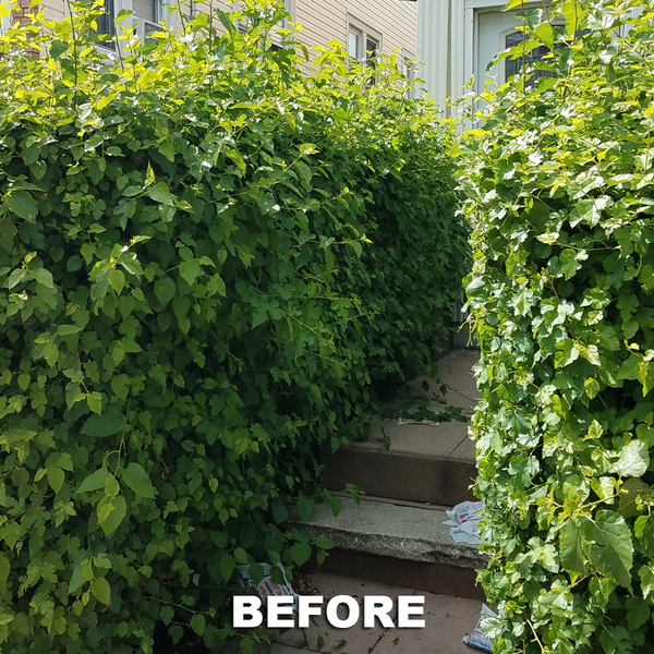 Portfolio - Tree Service & Removal Bronx - Photo (18494)