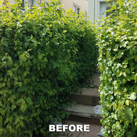 Portfolio - Tree Service & Removal Bronx - Photo (18494)