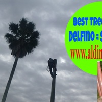 Full package tree service