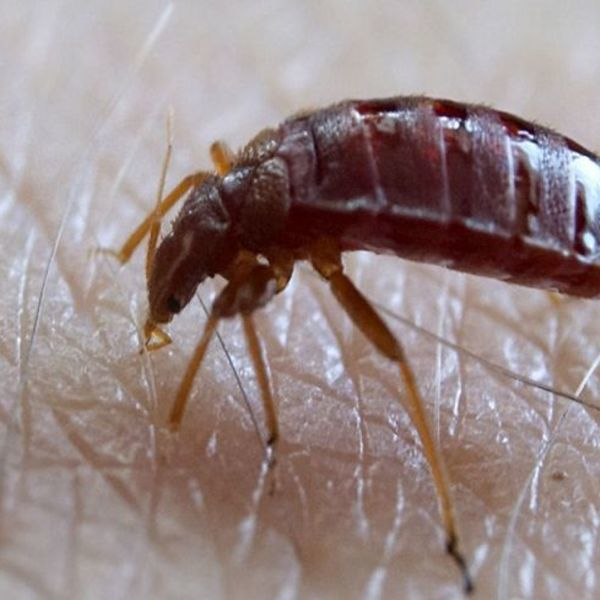 Photos of Our Business - Presidio Pest Management - Photo (26041)