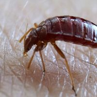 Photos of Our Business - Presidio Pest Management - Photo (26041)