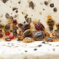 Photos of Our Business - Presidio Pest Management - Photo (26045)