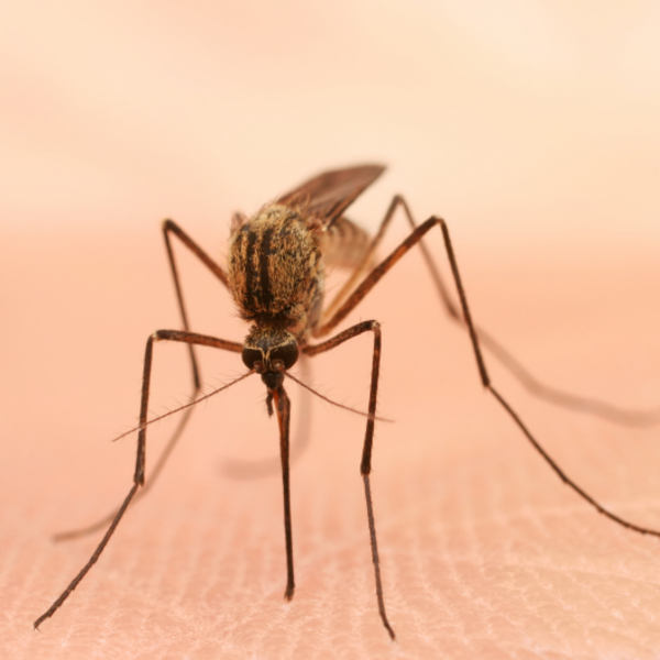 Photos of Our Business - Presidio Pest Management - Photo (26049)
