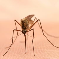 Photos of Our Business - Presidio Pest Management - Photo (26049)