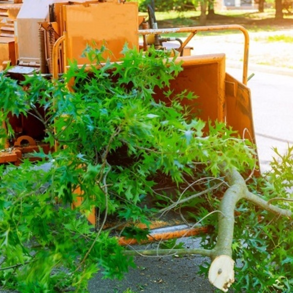 Photos of Our Business - Woody's Erie PA Tree Service - Photo (26687)