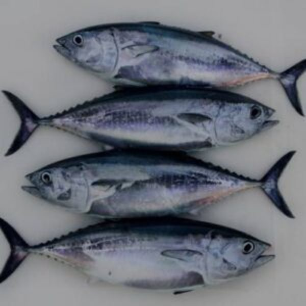 Photos of Our Business - Earp's Seafood Market - Photo (30764)