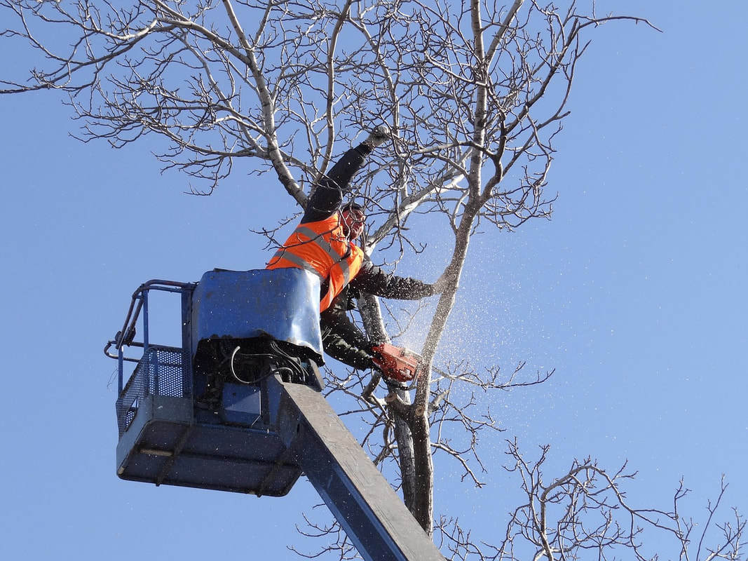 Photos of Our Business - Schaumburg Tree Service - Photo (33121)
