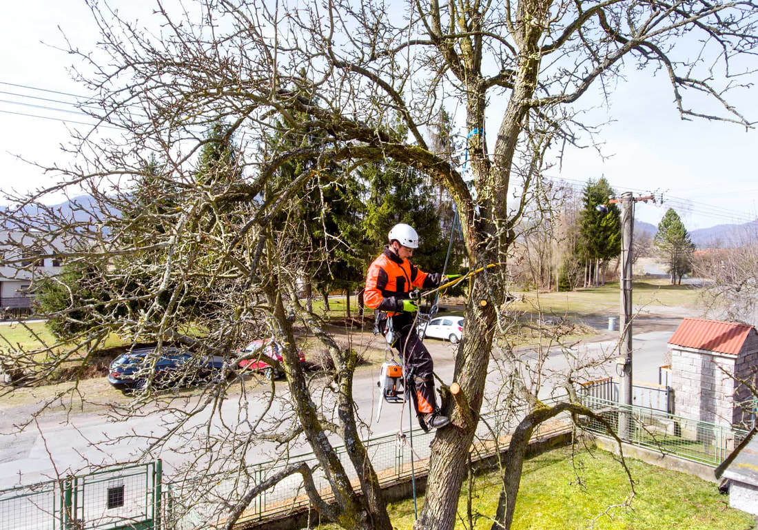 Photos of Our Business - Schaumburg Tree Service - Photo (33124)