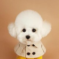 Custom Dog Harness