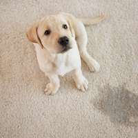 Photos of Our Business - Milson Pro Clean - Photo (55599)
