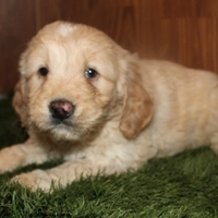 Abigail - Puppygram