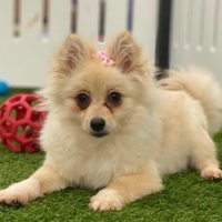 Blondie - Puppygram