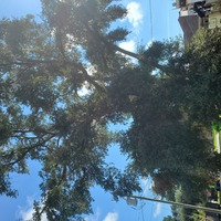 Before: Tree Trimming Hinesville Job - Photos of Our Business -  Floyd's Tree Service