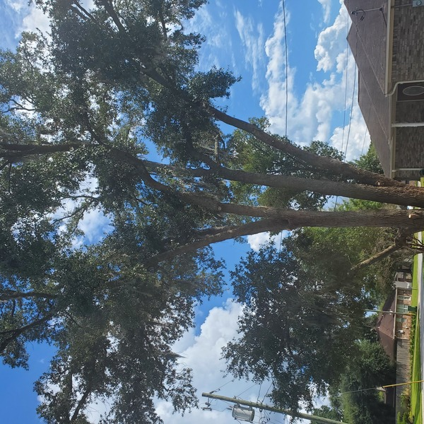 After: Tree Trimming Hinesville Job - Photos of Our Business -  Floyd's Tree Service