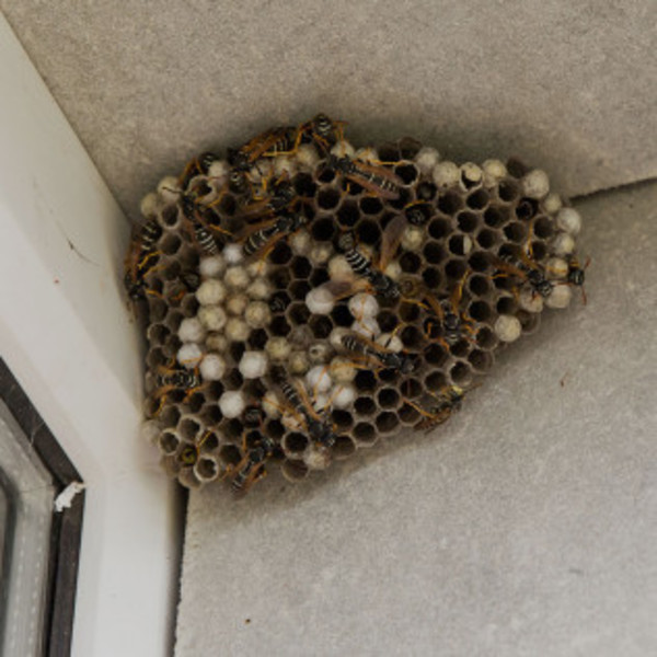 Photos of Our Business - Green Wave Pest Solutions - Photo (58618)