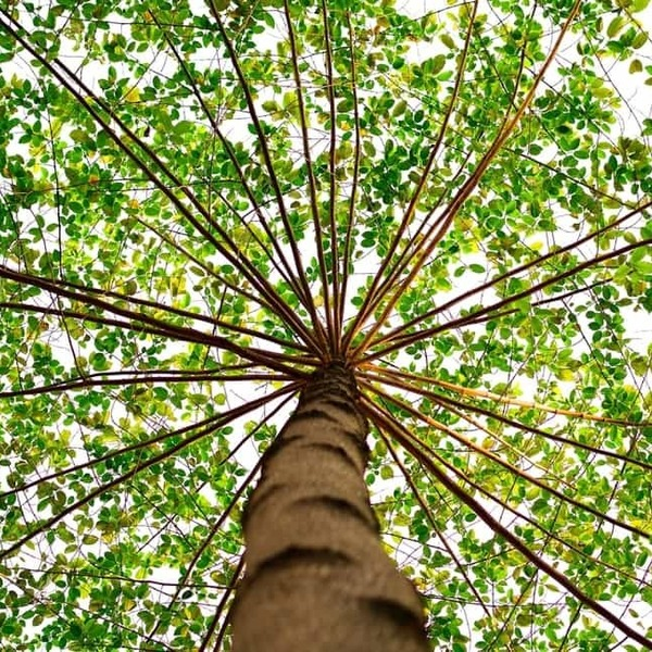 Downers Grove Tree Service - Downers Grove Tree Service - Photo (59102)