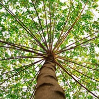 Downers Grove Tree Service - Downers Grove Tree Service - Photo (59102)