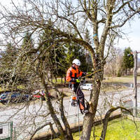Downers Grove Tree Service - Downers Grove Tree Service - Photo (59104)