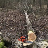Downers Grove Tree Service - Downers Grove Tree Service - Photo (59099)