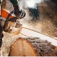 Photos of Our Business - Mid City Tree Service - Photo (69758)
