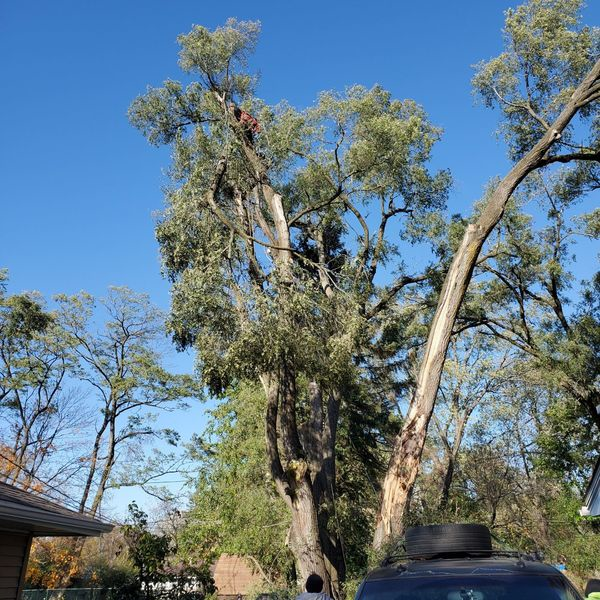 Photos of Our Business - Mid City Tree Service - Photo (69759)