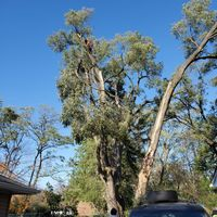 Photos of Our Business - Mid City Tree Service - Photo (69759)