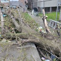 Photos of Our Business - Mid City Tree Service - Photo (69760)