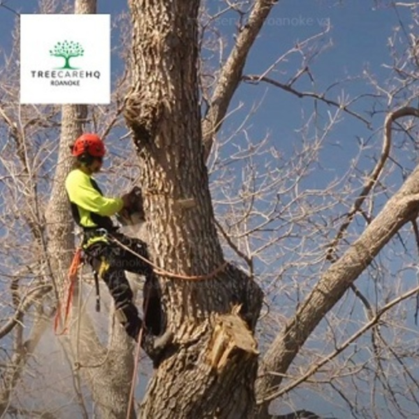 Photos of Our Business - Treecarehq Roanoke - Photo (70894)