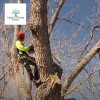 Photos of Our Business - TreeCareHQ Roanoke - Photo (70894)