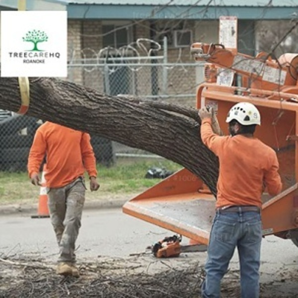Photos of Our Business - Treecarehq Roanoke - Photo (70895)