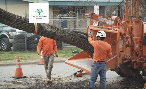 Photos of Our Business - TreeCareHQ Roanoke - Photo (70895)