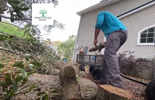 Photos of Our Business - TreeCareHQ Roanoke - Photo (70896)