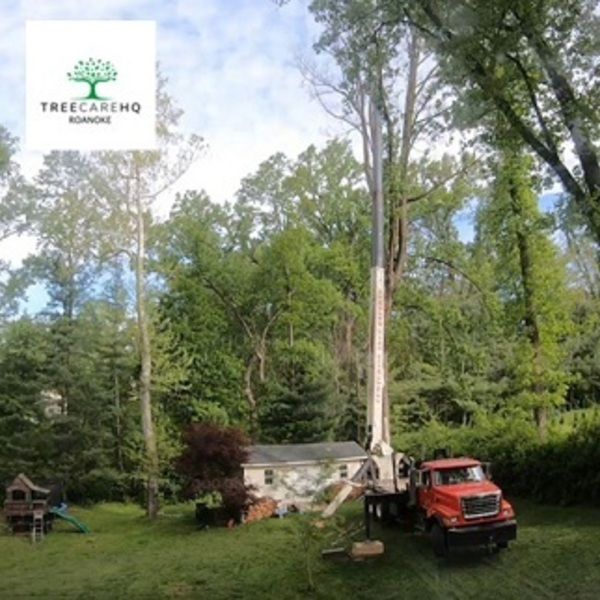 Photos of Our Business - Treecarehq Roanoke - Photo (70897)