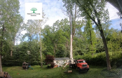 Photos of Our Business - TreeCareHQ Roanoke - Photo (70897)