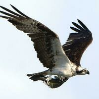Kissimmee Swamp Tours - Kissimmee Swamp Tours - Photo (71086)