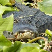 Kissimmee Swamp Tours - Kissimmee Swamp Tours - Photo (71087)