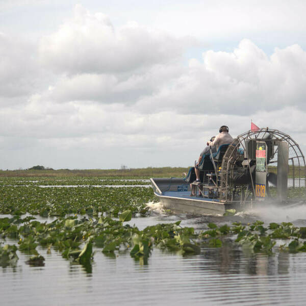 Kissimmee Swamp Tours - Kissimmee Swamp Tours - Photo (71088)